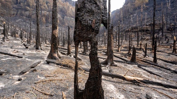 Popel a pahýly stromů. Pravčický důl podlehl požáru, krajina se však už obnovuje; Zdroj foto: Václav Sojka, NP České Švýcarsko