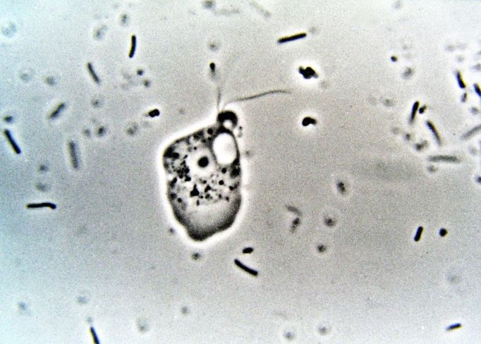 Améba Naegleria fowleri (bičíkaté stadium) kultivovaná z bazénové
vody. Fázový kontrast.