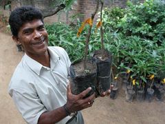 Michael Arulananathan drží v rukách sazenice mangovníku, které česká charita rozdává rodinám v oblasti Batticaloa.