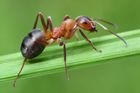 Mravenců je teď víc, ale přemnožení nejsou. Jejich přínosy převažují, říká odborník