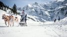 Sáně sviští a husky uhání. Dobrodružnou jízdu na saních tažených psy zažijete ve Sportgasteinu.