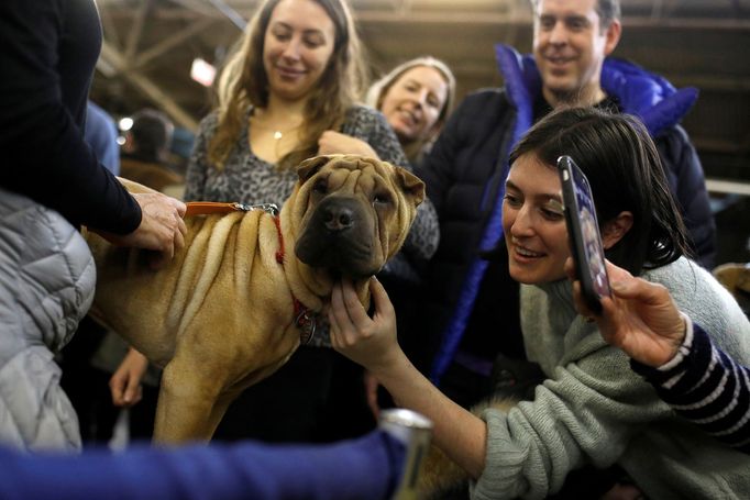 Fotografie z akce Westminster Kennel Club Dog Show, která se konala 11. 2. 2019 v New Yorku v USA.