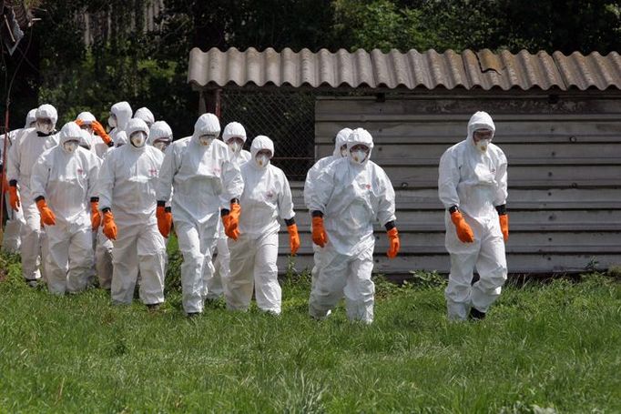 Likvidaci zvířat provádí přibližně dvacet zaměstnanců zemědělského družstva Zálší v obci Tisová. Musejí přitom být oblěčeni v ochranných kombinézách.