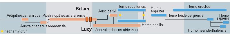 Australopitékus - přímý předek člověka - časová osa