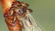 Sice patří mezi dvoukřídlý hmyz, ale křídla mu po přisátí opadávají.