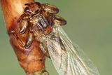 Sice patří mezi dvoukřídlý hmyz, ale křídla mu po přisátí opadávají.