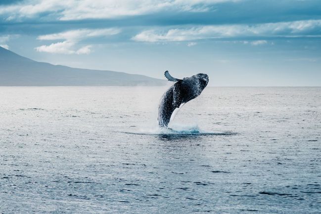 Velryby kdysi žily na souši