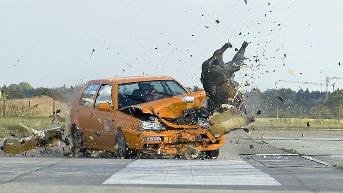 Srážka s velkým zvířetem může být životu nebezpečná i pro posádku automobilu, jak ukázaly i provedené crash testy.