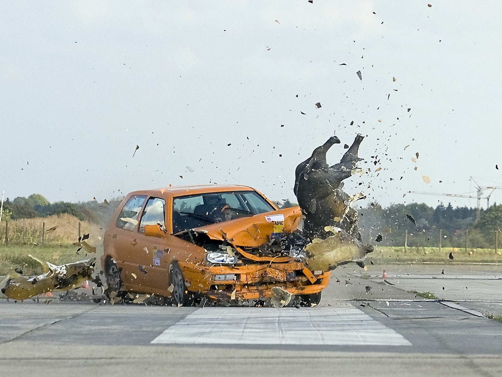 Crash test auto a zvíře