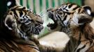 Dva měsíce stará mláďata tygra sumaterského si hrají ve svém výběhu v pražské ZOO, 2. září 2011. REUTERS/Petr Josek