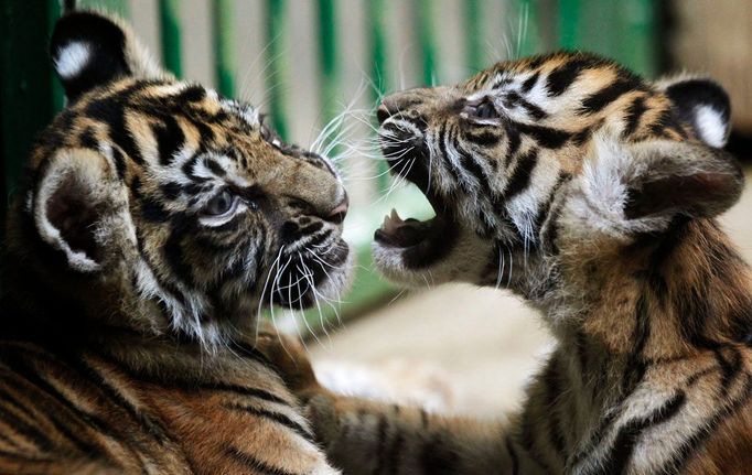 Dva měsíce stará mláďata tygra sumaterského si hrají ve svém výběhu v pražské ZOO, 2. září 2011. REUTERS/Petr Josek