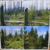 Národní park Šumava 24.9. 2015 - Tk o kůrovci