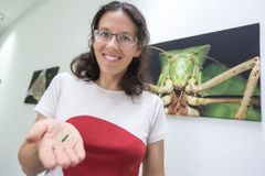 Vědci lákali ptáky a mravence na housenky z plastelíny. Unikátního pokusu se zúčastnili i Češi