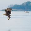 Finalisté soutěže Nikon Comedy Wildlife Awards 2024