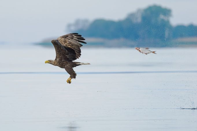 Finalisté soutěže Nikon Comedy Wildlife Awards 2024