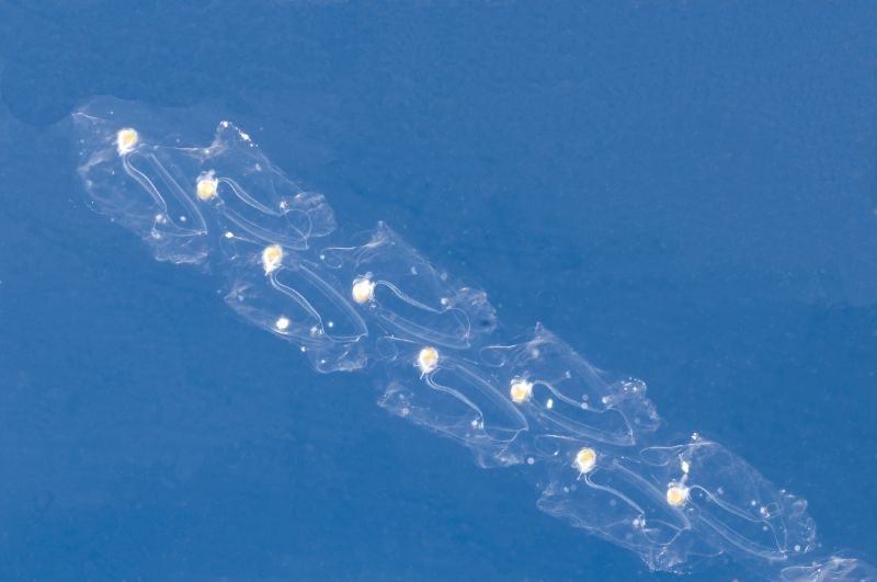 Austrálie-podmořská fota