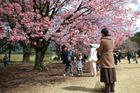 Okouzlující fotky japonských sakur: Pohled na kvetoucí stromy bere dech