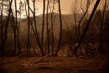 Okolí obce Pedrógão Grande je porostlé borovicemi a eukalypty, které usnadňují šíření požáru.