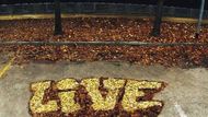 "L-L-L live-leave-leaves" (Nechte žít listy) - Milán 2014
