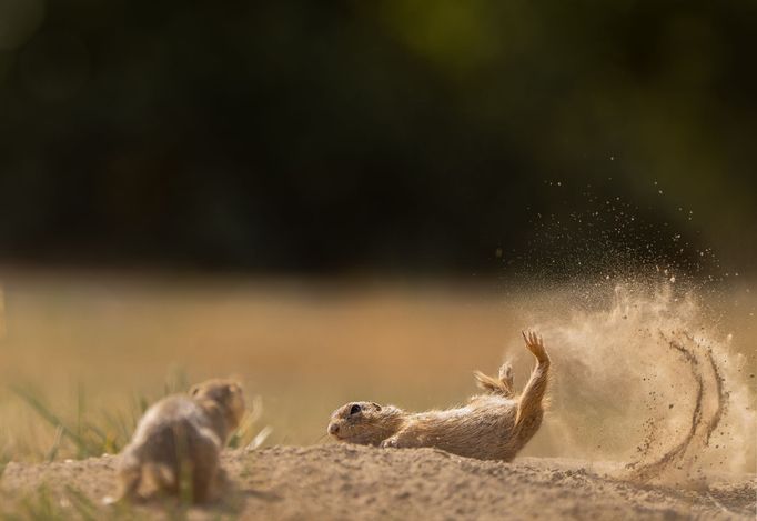 Finalisté soutěže Comedy Wildlife Photography Awards 2023