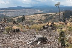 Lesy ČR dostaly pokutu půl milionu. Nedostatečně bojovaly s kůrovcem