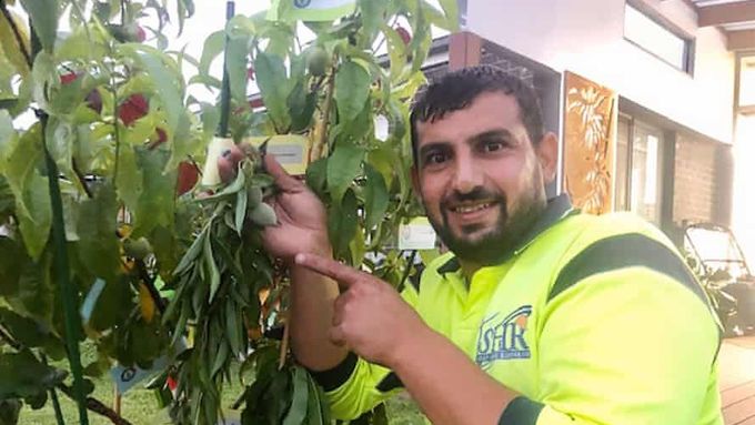 Australan Hussam Saraf zvládl na jeden strom naroubovat deset různých plodů ovoce, a stal se tak novým držitelem Guinnessova rekordu.
