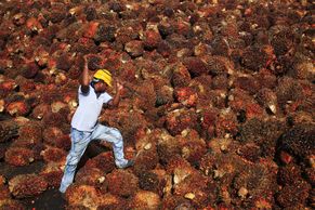 Foto: Výroba palmového oleje krok za krokem. Takhle vzniká kritizovaná surovina