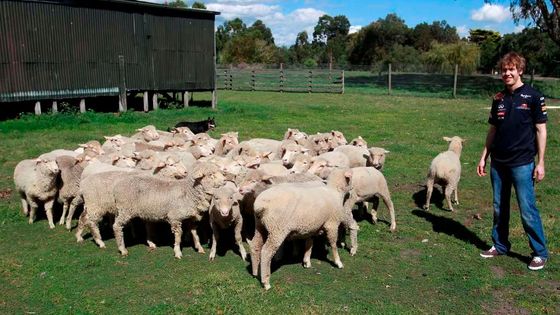 Start F1 se blíží: Alonso se připravuje s modelkami, Vettel s ovcemi