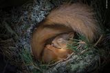 Denní snění ve veverčím hnízdě. Autorem fotografie je britský fotograf Neil Anderson.