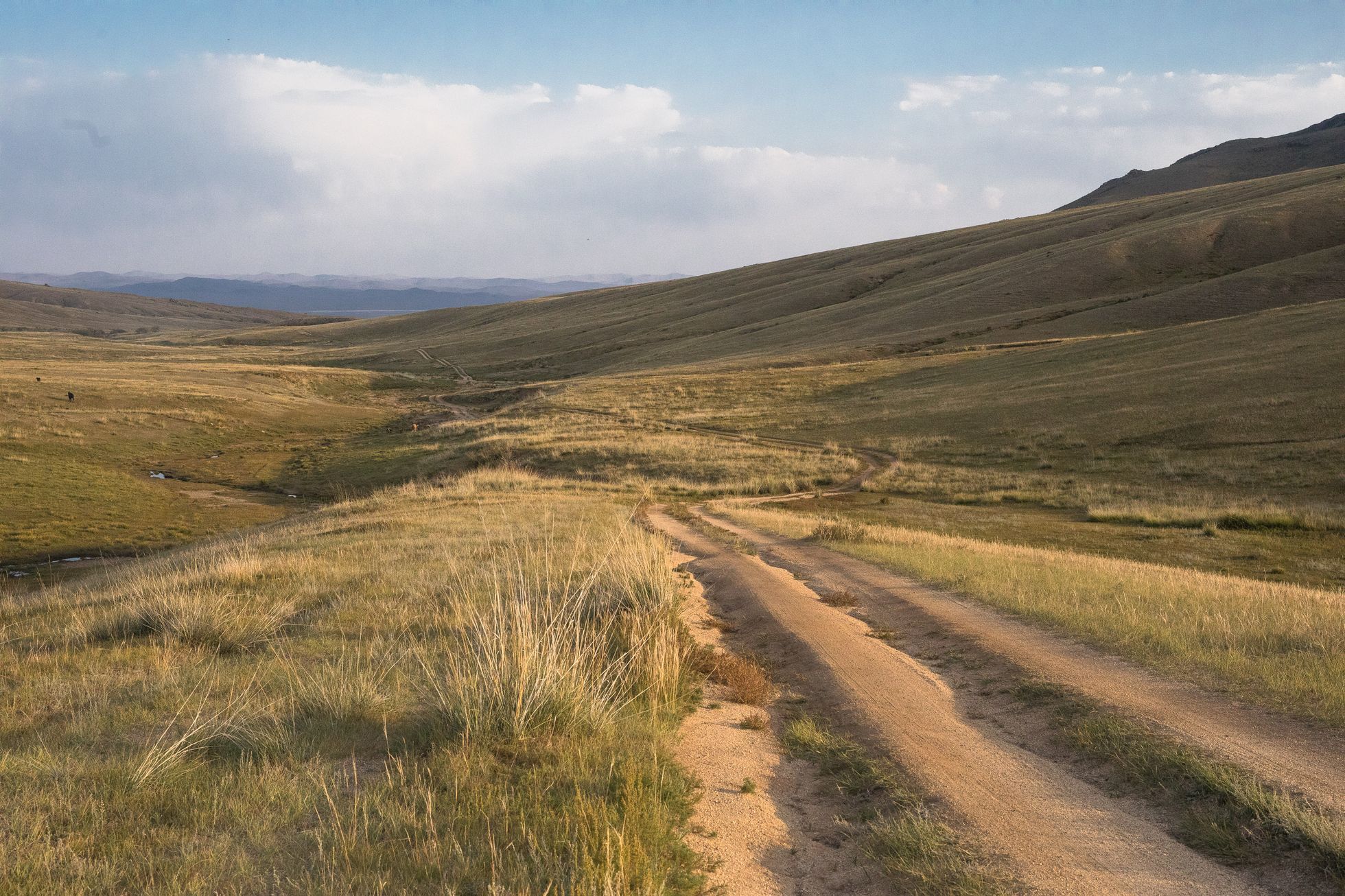 Mongolsko - kůň Převalského, Národní park Chustaj, koně, pláně, stepi