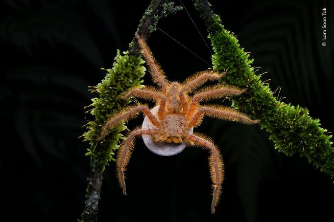 Fotografie ze soutěže Wildlife Photographer of the Year 2024