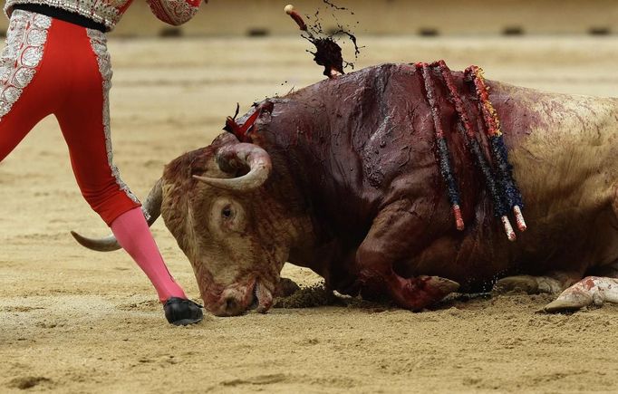 A bullfighter's assistant kills a bull during the first bullfight of the San Fermin festival in Pamplona July 7, 2012. REUTERS/Joseba Etxaburu (SPAIN - Tags: ANIMALS SOCIETY) Published: Čec. 7, 2012, 8:33 odp.