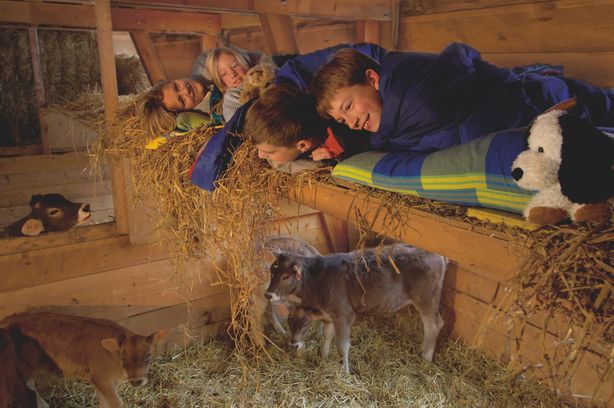 Ubytování na farmách ve Švýcarsku získává stále větší popularitu mezi rodinami.