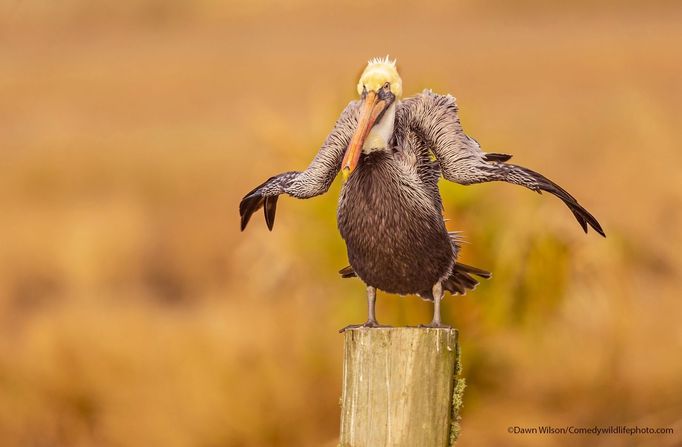 Finalisté fotografické soutěže Comedy Wildlife Photography Awards 2021