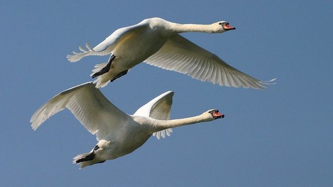 Swans will become less common in the Czech Republic, as they will move further north