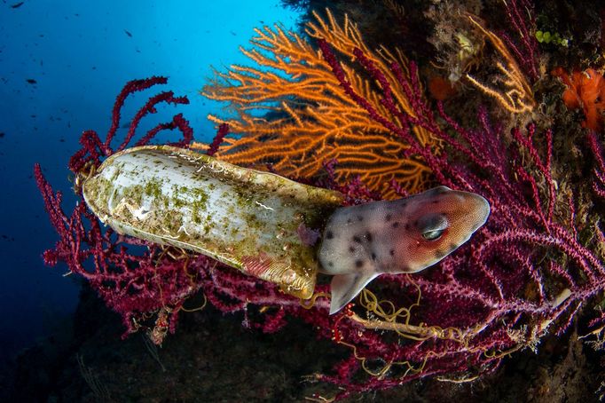 Underwater Photographer of the Year 2020 - vítězné fotografie