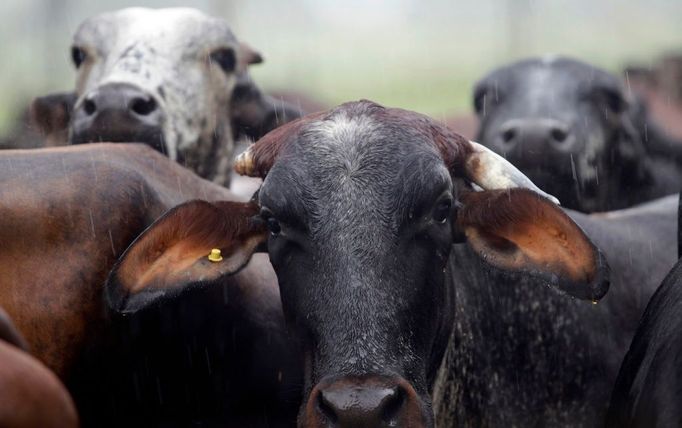 Dobytek v Brazílii - Porto Velho. Vědci na experimentální vládní farmě v západní Amazonii zkoumají travní semeno a vzorky půdy v souvislosti s produkcí mléka nového plemena krav. Jejich práce má přispět k dlouhodobému boji za záchranu pralesů.