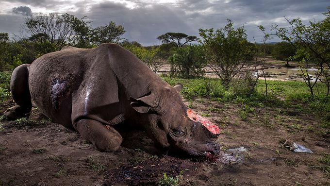 Vítězný snímek Brenta Stirtona zachycuje nosorožce zabitého pytláky. Další oceněné fotografie si můžete prohlédnout v galerii.