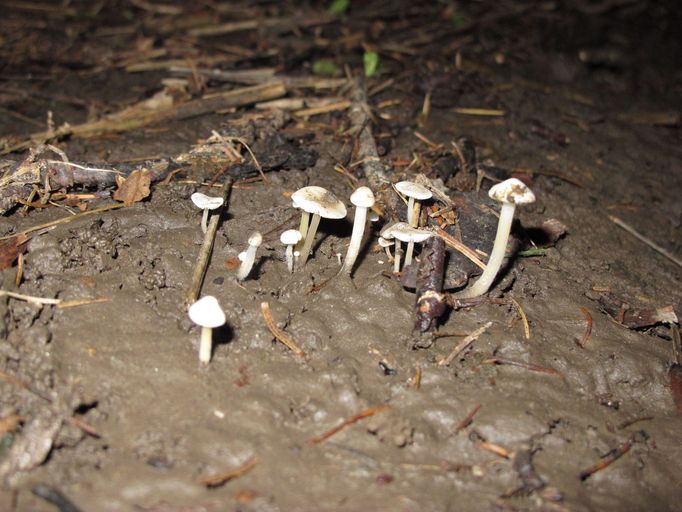 Na nánosech ve Sloupském propadání rostou houby.