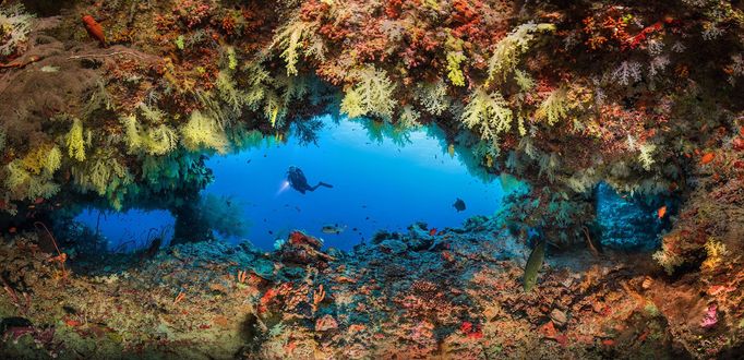 Underwater Photographer of the Year 2020 - vítězné fotografie