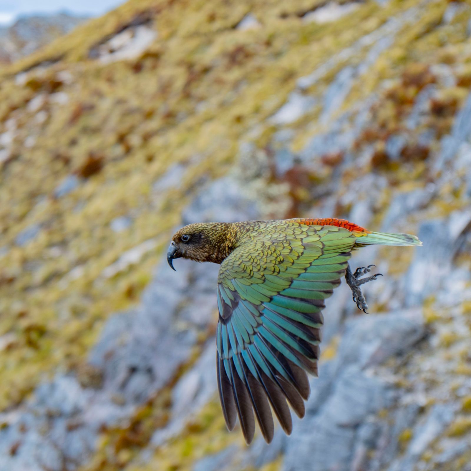 nový zéland cestování