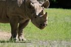 V JAR zabili pytláci dva nosorožce kvůli rohům, ošetřovatele při tom zranili