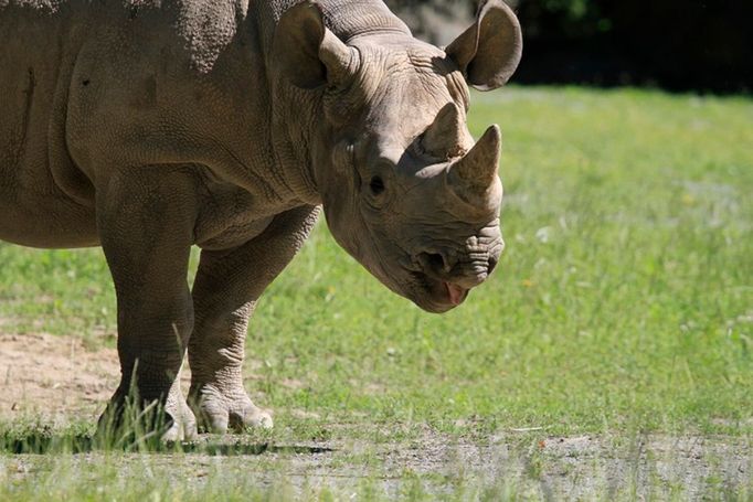 Samice nosorožce Eliška ze zoo ve Dvoře Králové.