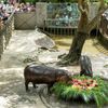 trpasličí hrošice, Moo Deng, ZOO, Thajsko
