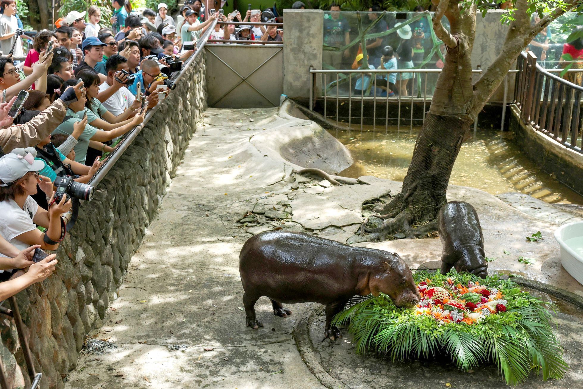 trpasličí hrošice, Moo Deng, ZOO, Thajsko