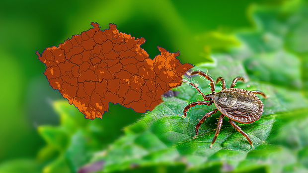 Klíšťata jsou mimořádně aktivní. Mapa ukazuje, kde hrozí největší nebezpečí