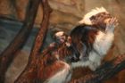 Tamarín pinčí (Zoo Hodonín) - Dalším lákadlem je mládě tamarína pinčího, jednoho ze tří druhů drápkatých jihoamerických opiček, které jsou v hodonínské zoo k vidění. Pohlaví mláděte není zatím známo, ale prozatím dostalo jméno Saša.