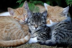 Sterilizace kočkám svědčí, dožívají se pak vyššího věku, zjistili vědci