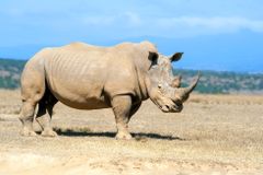 Projekt na záchranu vzácných nosorožců pokračuje, posledním samicím odebrali vajíčka