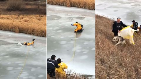 VIDEO: Hasiči dramaticky zachraňovali psa propadlého do ledu